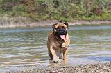 BULLMASTIFF 083